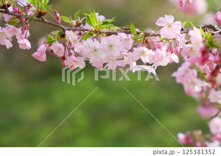 淡いピンクの思川桜 【背景ボケ】 【背景ぼかし】 125381352