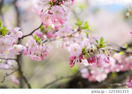 淡いピンクの思川桜 淡いピンクの思川桜 125381353