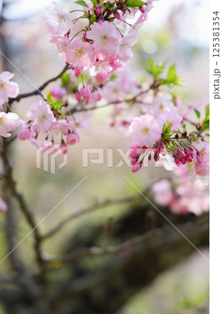 淡いピンクの思川桜 125381354