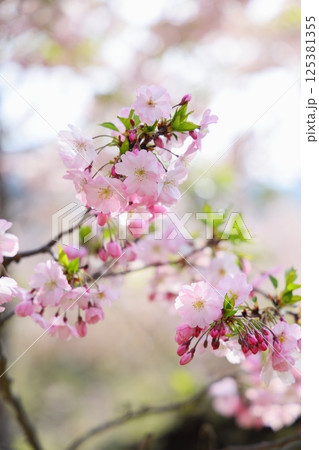 淡いピンクの思川桜 淡いピンクの思川桜 125381355