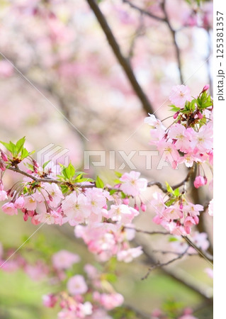 淡いピンクの思川桜 125381357