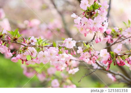 淡いピンクの思川桜 125381358