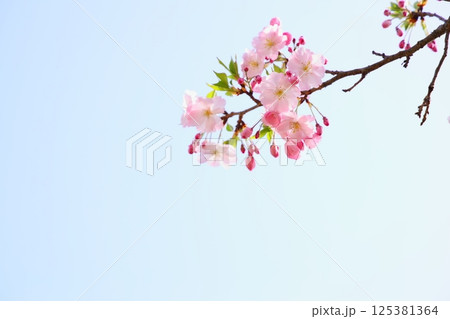 淡いピンクの思川桜 【青空背景】 【空背景】 125381364