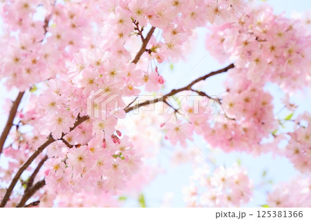 淡いピンクの思川桜 【青空背景】 【満開】 125381366