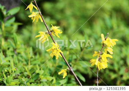 早春の黄色い花 モクセイ科シナレンギョウの花 125381395