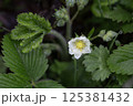 Dew-covered white wildflower blooming among lush green leaves in early morning light 125381432