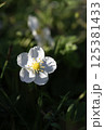 Single white wildflower in sunlight with dark green blurred background 125381433