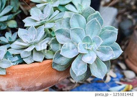 Close up beautiful Echeverias Close up beautiful Echeverias 125381442