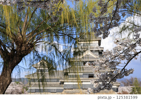 春の松本城を彩る桜と柳と青空 春の松本城を彩る桜と柳と青空 125381599