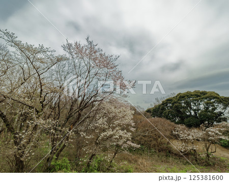 エドヒガンザクラの開花 エドヒガンザクラの開花 125381600