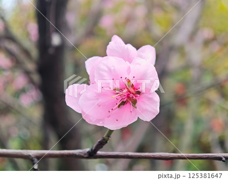 Delicate Pink Peach Blossom 125381647