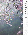 Blooming Cherry Blossoms in Misty Forest 125381667