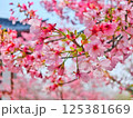 Cherry Blossom Branch in Full Bloom 125381669