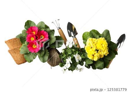 Gardening, Colorful primroses and gardening tools showcase spring essentials beautifully, isolated on white, PNG Gardening, Colorful primroses and gardening tools showcase spring essentials beautifully, isolated on white, PNG 125381779