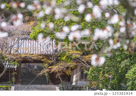 京都　虚空蔵法輪寺　桜と山門 125381914