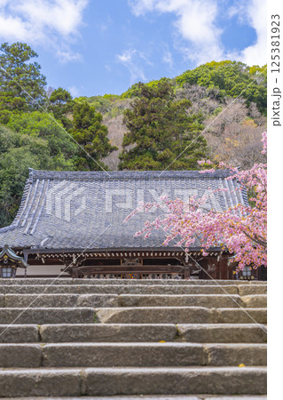 京都　虚空蔵法輪寺　桜と本堂 125381923