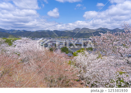 京都　法輪寺の見晴台から渡月橋と桜に包まれた嵯峨野を一望 125381930