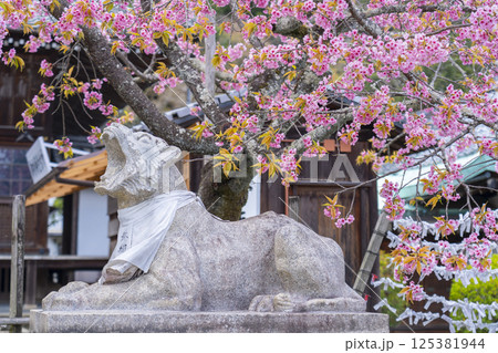 京都　虚空蔵法輪寺　桜に包まれた狛虎 125381944
