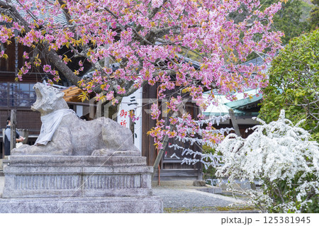 京都 虚空蔵法輪寺 桜に包まれた狛虎 京都 虚空蔵法輪寺 桜に包まれた狛虎 125381945