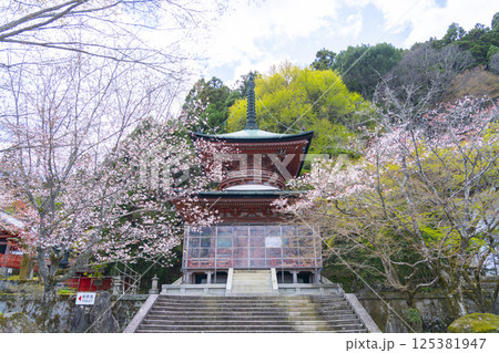 京都　虚空蔵法輪寺　桜と多宝塔 125381947