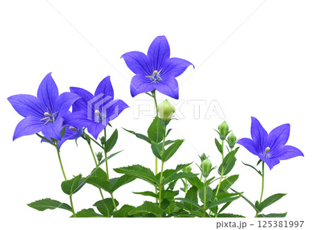 桔梗の花 　秋の七草のひとつ　四切ワイド（ fix撮影 ） 125381997