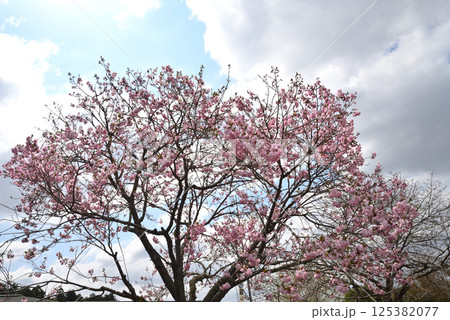 辰ノ口親水公園 2025-4-12 #1 辰ノ口親水公園 2025-4-12 #1 125382077