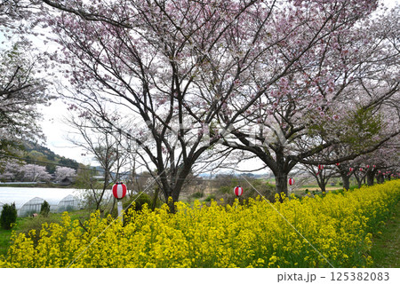 辰ノ口親水公園　2025-4-12　＃7 125382083