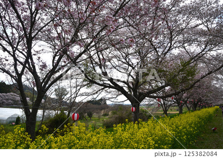 辰ノ口親水公園　2025-4-12　＃8 125382084