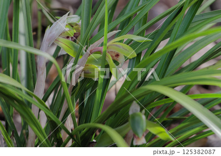 ラン科の山野草シュンランの開花 125382087