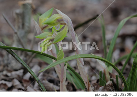 ラン科の山野草シュンランの開花 ラン科の山野草シュンランの開花 125382090