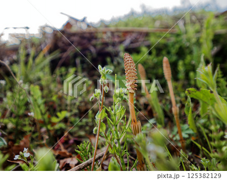 羊歯植物 トクサ科スギナの胞子茎 羊歯植物 トクサ科スギナの胞子茎 125382129