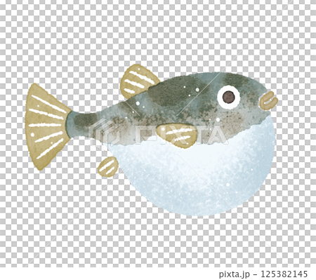 Fugu puffer fish watercolor illustration 125382145