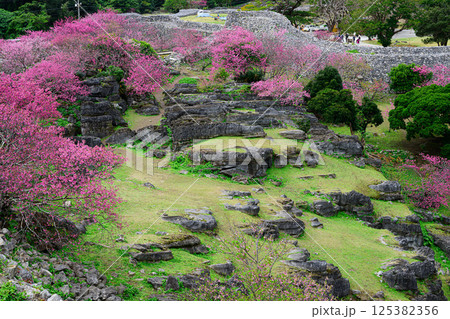 今帰仁城跡のカンヒザクラ　世界遺産 125382356