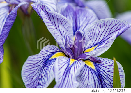 薄紫色の菖蒲の花 125382374