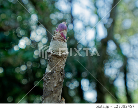 春の山菜 ウコギ科タラノキの新芽 春の山菜 ウコギ科タラノキの新芽 125382457