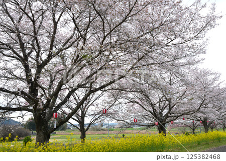 辰ノ口親水公園　2025-4-12　＃12 125382468