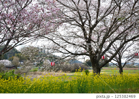 辰ノ口親水公園　2025-4-12　＃13 125382469