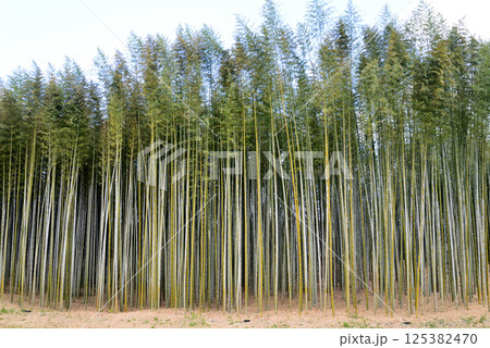 辰ノ口親水公園 2025-4-12 #14 辰ノ口親水公園 2025-4-12 #14 125382470