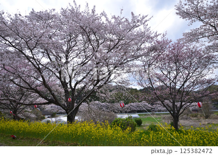 辰ノ口親水公園　2025-4-12　＃16 125382472