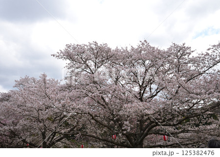 辰ノ口親水公園 2025-4-12 #20 辰ノ口親水公園 2025-4-12 #20 125382476