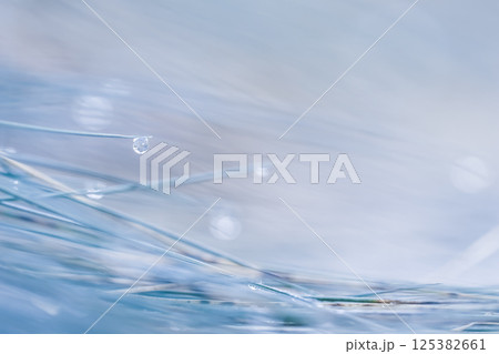 Soft focus ornamental grass Blue Fescue Festuca glauca with water drop. Blurred background Soft focus ornamental grass Blue Fescue Festuca glauca with water drop. Blurred background 125382661