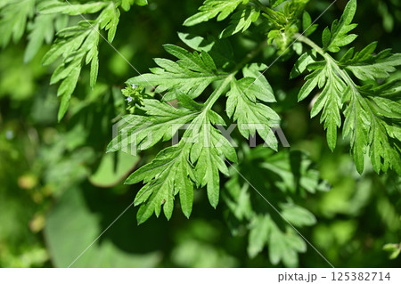 春のヨモギ（蓬） 125382714
