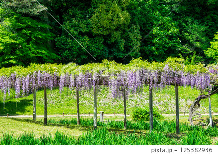 東京都 小石川後楽園 藤の花 国の特別史跡 東京都 小石川後楽園 藤の花 国の特別史跡 125382936