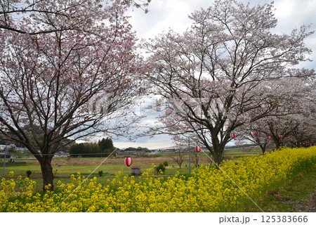 辰ノ口親水公園　2025-4-12　＃25 125383666