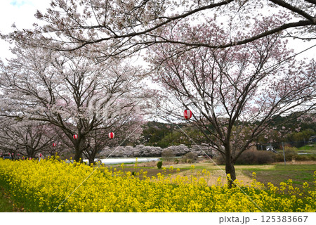 辰ノ口親水公園　2025-4-12　＃26 125383667