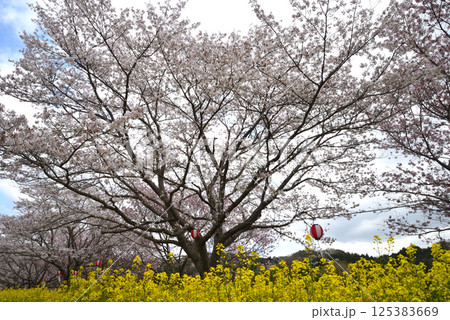 辰ノ口親水公園　2025-4-12　＃28 125383669