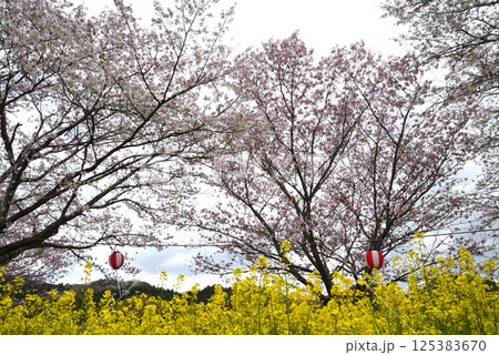 辰ノ口親水公園　2025-4-12　＃29 125383670