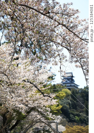 日本の春の木曽川沿いの美しい桜と犬山城（愛知県） 125384081