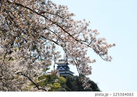 日本の春の木曽川沿いの美しい桜と犬山城（愛知県） 125384083