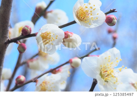 白い梅の花 白い梅の花 125385497